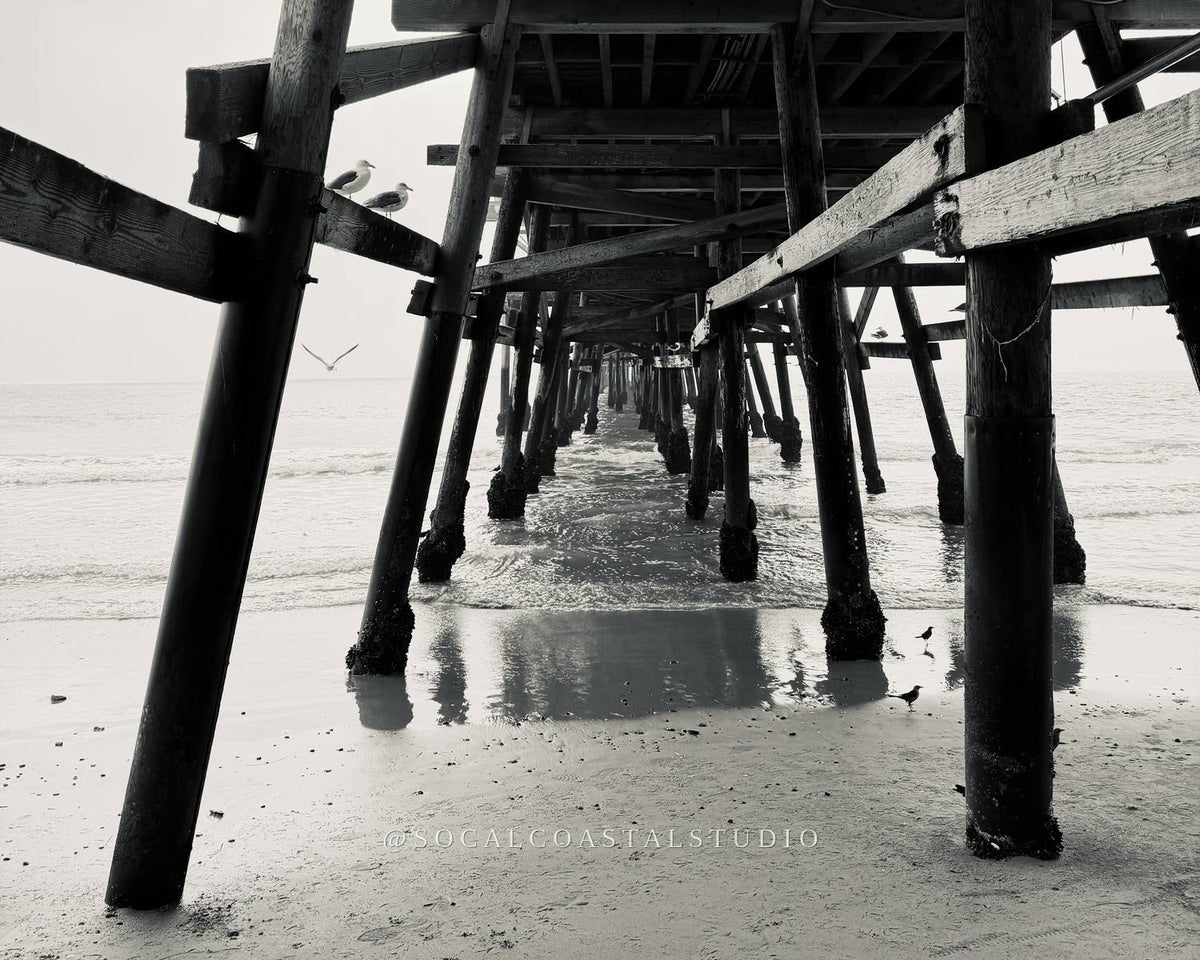 Black and white fine art print titled "Beneath the Boards," showing the underside of a pier with wooden pilings and two seagulls perched on a crossbeam, from the Shoreline Editions collection by SoCal Coastal Studio.