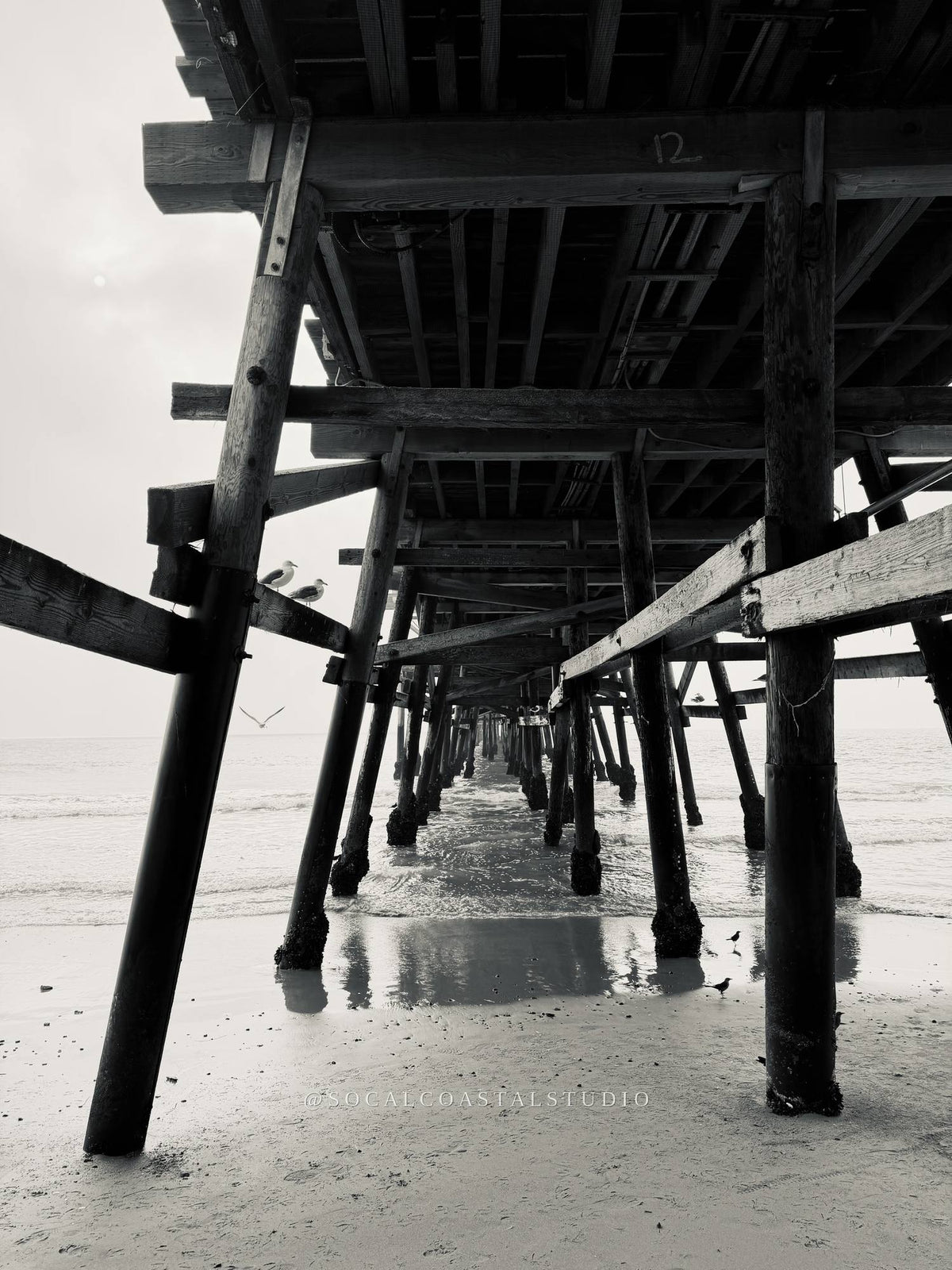 Black and white photo looking up through wooden pier pilings with gulls resting on the crossbeams.