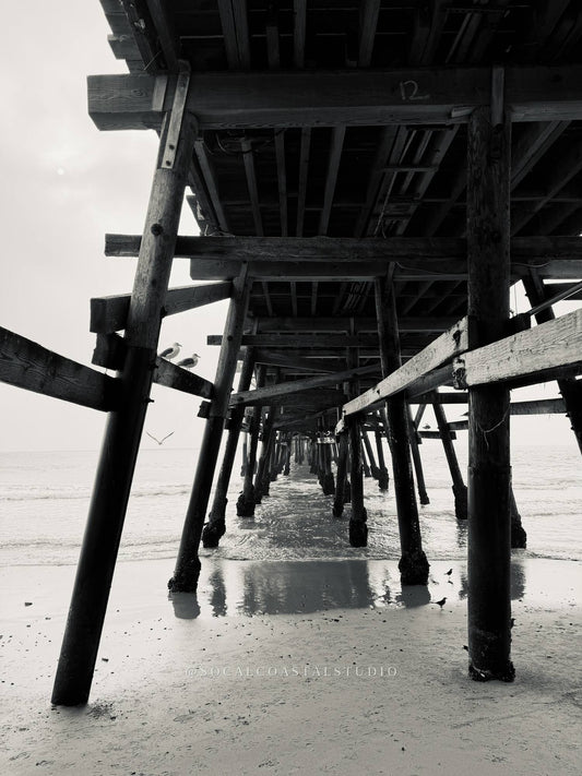 Black and white photo looking up through wooden pier pilings with gulls resting on the crossbeams.