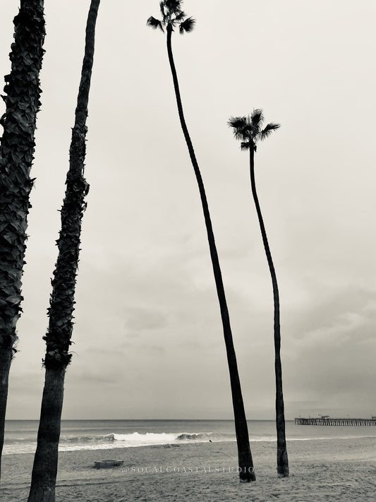 Black and white photo of palm trees and a pier on an overcast California coastline.